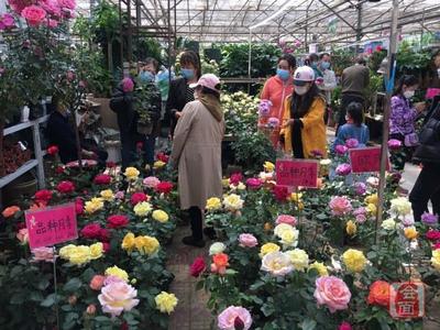 陈砦花卉市场:春暖花开 绿植鲜花市场逐步回暖
