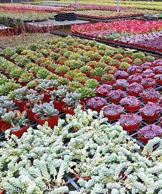 广州从化:花卉产业蓬勃发展,美丽经济联农带农富农