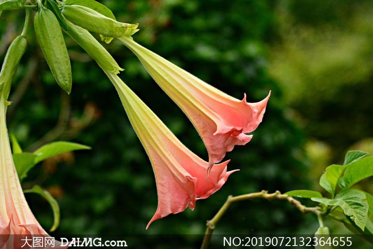 大图 高清图片 花卉植物 > 素材信息        鲜艳红色的百合花