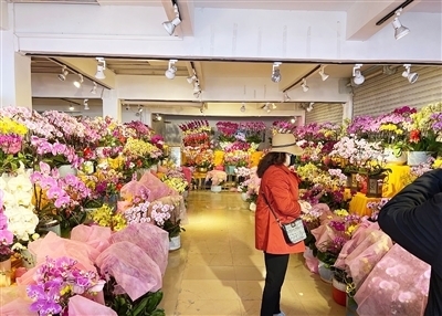 春节临近南昌花卉市场迎来销售旺季 蝴蝶兰稳居年宵花C位