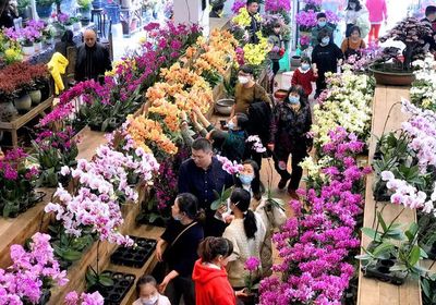 大年除夕逛花市 年宵花卉成为今年春节最火"年货"