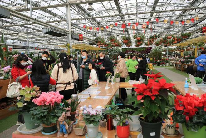 “花”样过大年!青岛市年宵花节市场销售火爆 逛花市成为市民新春新选择