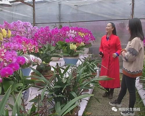 春节临近,年花销售升温