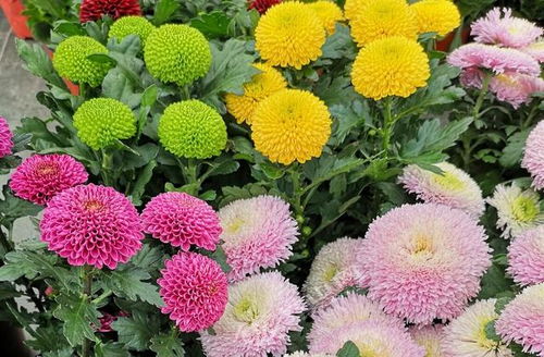 春天来了 花卉销售迎来旺季