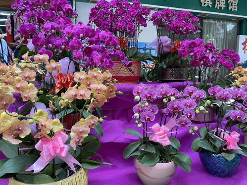 昌岗 花市 明天开售,买年花就在家门口