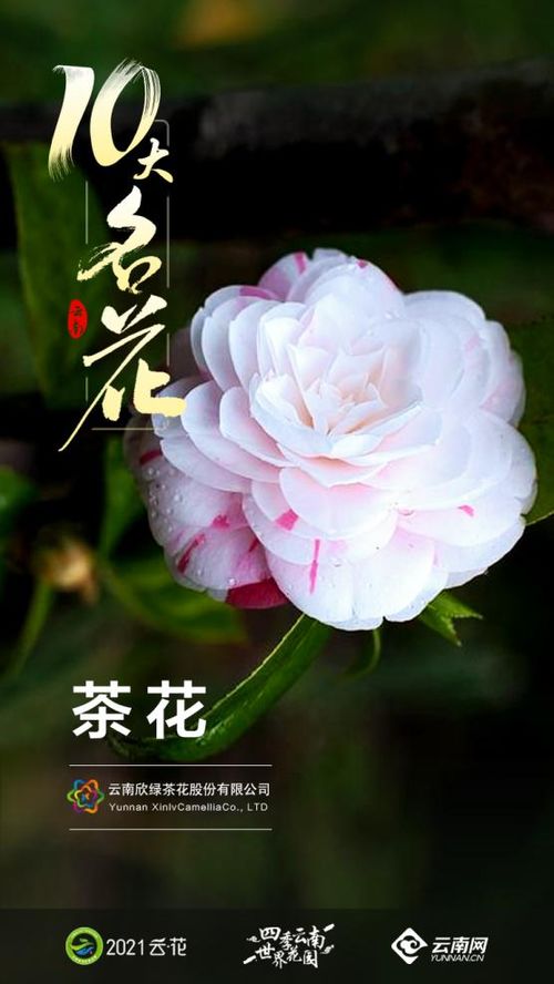 盘点 云南 10大名花 第一期