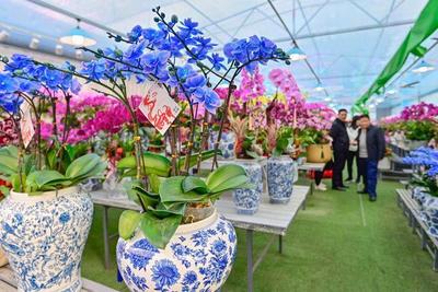40余年栽花如“绣花”,青州花卉业现代化启示录