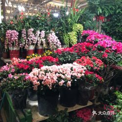 朝来春花卉市场