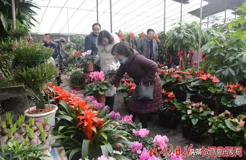 临夏市 花卉市场迎来销售旺季