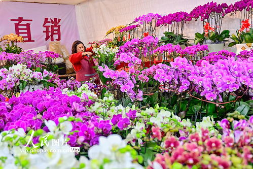 山东青州 新年临近 鲜花俏销