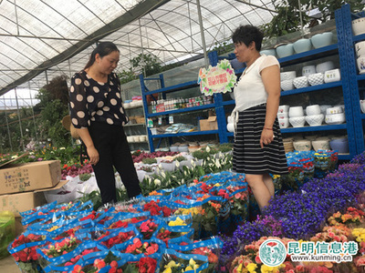 昆明国际花卉展6月22日开幕 1500余种鲜切花将亮相斗南