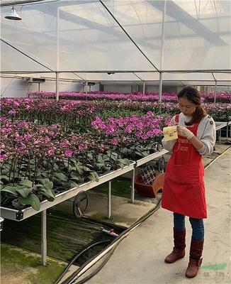 广东多地取消迎春花市 年宵花产品销售遇寒潮