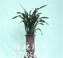 墨兰金
