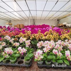 谷睿商贸花卉市场