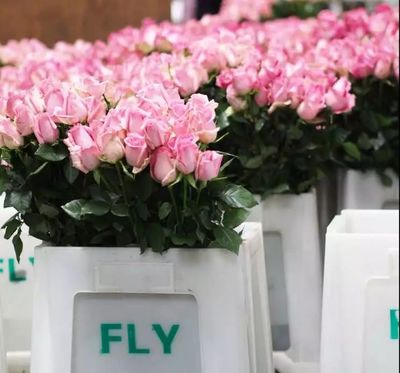 春风十里不如你--云花公司备战情人节花卉市场