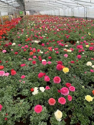 晓敏花卉青州郁金香基地,河北石家庄高邑销售宿根花卉市场