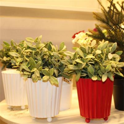供应 农教授 农副产品 花卉养殖 销售