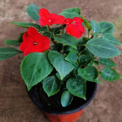 花卉租摆 云泽 花卉租摆厂家 一品红花卉销售 红掌花卉租摆设计