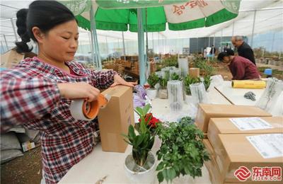 连城:盆景销售插上“网络翅膀”