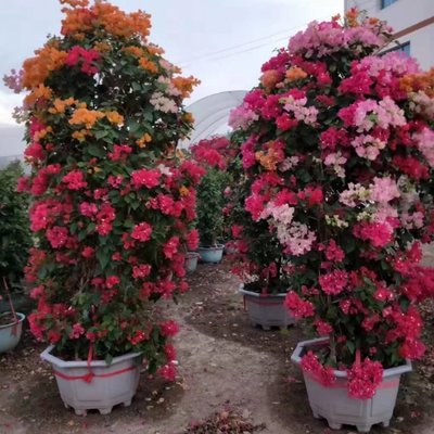 三角梅基地 销售各种造型盆景 四季开花观赏花卉