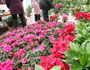 上海花卉租赁,一流品质,超低价格_上海