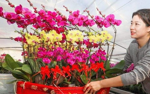 一个月销售10余万株 年宵花 蝴蝶兰迎销售旺季