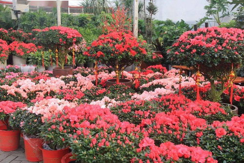 今年年宵花,大家都在买什么