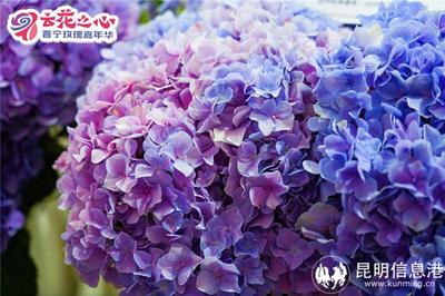 “云花之心晋宁玫瑰嘉年华”7月12日启幕 共赏玫瑰盛宴