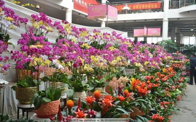 花卉市场一角