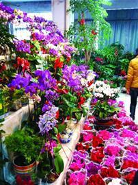 红枫,美国红枫,日本红枫-青岛花卉年前价格飙升 一盆花比平时贵三成-美国红枫十月光辉|夕阳红|红冠|秋火焰|日本红枫狮子头、三河八房、红三河批发【华石红枫 tel:4006168511】-mhongfeng.com