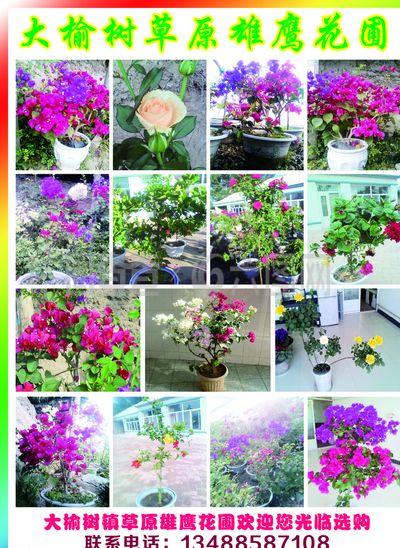 花圃图片