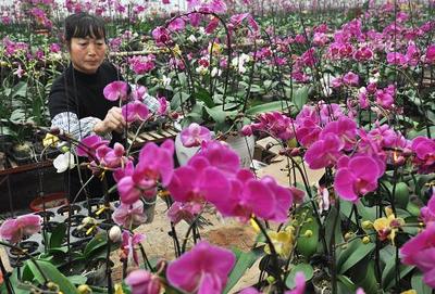 “节日花卉”助农增收