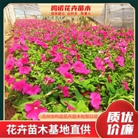 矮牵牛双色盆小苗 花色鲜艳 花期长 矮牵牛培育基地图片_高清图