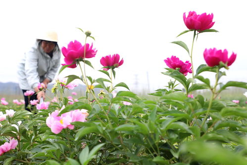 新华社聚焦 鲜花经济 促增收