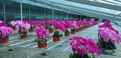 设施赋能,种植兴业---兴和县全方位发展设施种植业