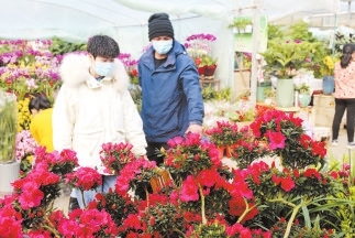 花卉市场春意浓