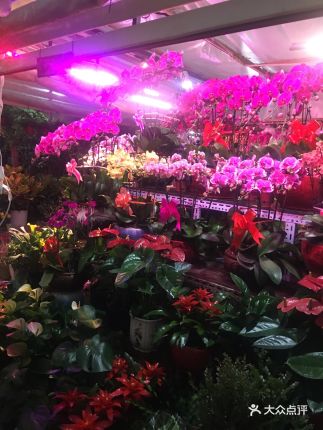 通厦花卉批发市场