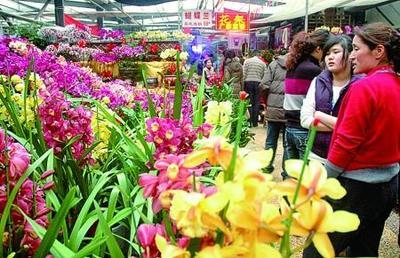 花卉市场热闹迎新春_新闻中心_新浪网