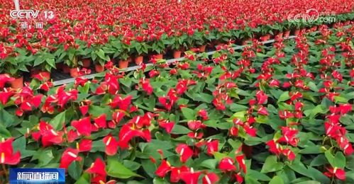 年宵花市场火热购销火爆 美丽经济 激发消费新活力