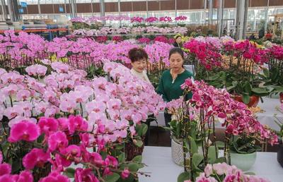 山东临沂:节前花卉交易红红火火