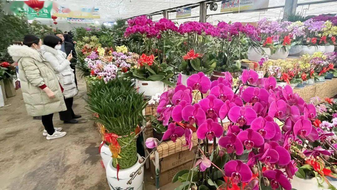 "花"样过大年!衡水花卉市场销售火爆_市民_小朋友们_