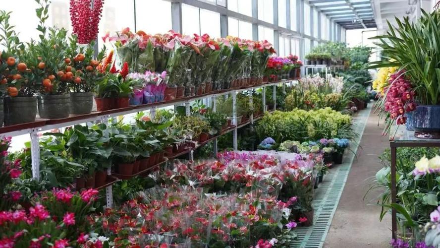 新疆焉耆:新春花卉销售忙 花香四溢喜迎春