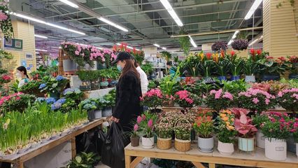 姹紫嫣红迎新春 陈砦花卉人气爆棚