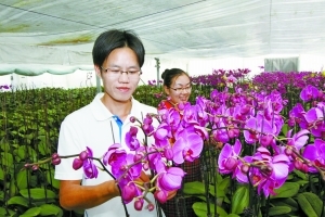 节庆花卉蝴蝶兰