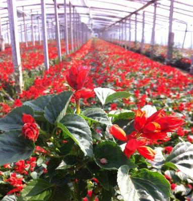 【花卉种子、种苗】_黑龙江佳木斯市花卉种子、种苗价格_花卉种子、种苗批发_黑龙江佳木斯市花卉种子、种苗供应商-搜了网