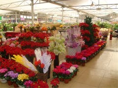 连云港酒店绿植租赁