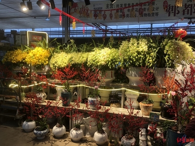 年宵花火了,部分产品卖断货!两个月后五大洲奇珍异草将齐聚成都