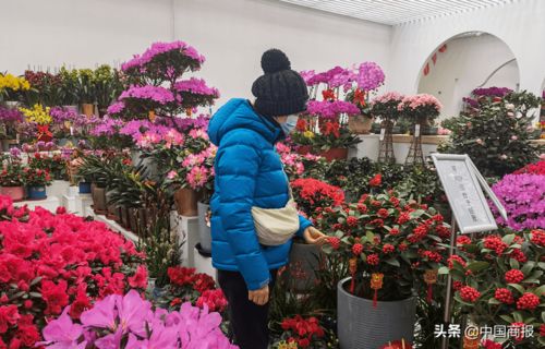 年宵花被买爆了 盆栽花卉已经开始涨价
