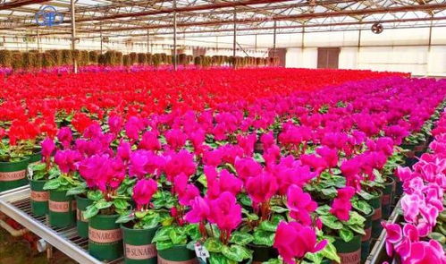 春花俏 津城花市好热闹