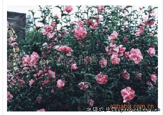 沭阳县鸿宇花木销售中心